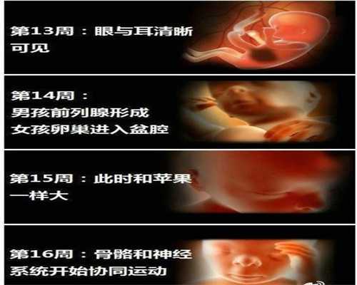 广州世纪助孕靠谱吗,四个月孕妇肚子突然变小了