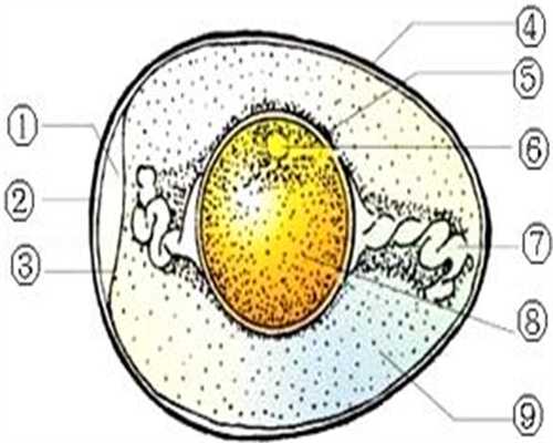 广州供卵就问坤和助孕,子宫肌瘤盆腔炎能怀孕吗