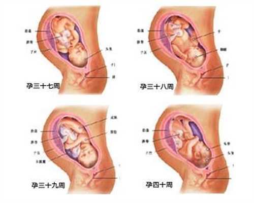 广州助孕完善上海坤和,怀孕两个月时的胎儿是什
