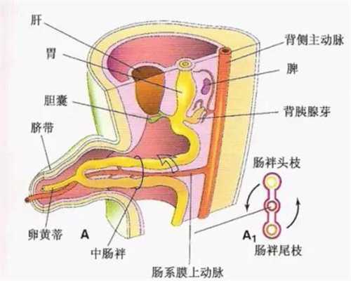 广州代怀孕谁可靠-孕早期能不能吃海参