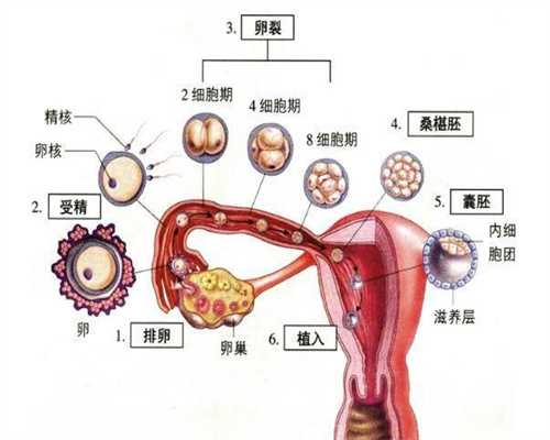 广州最大的代孕结构-怀孕二个多月经常熬夜会有