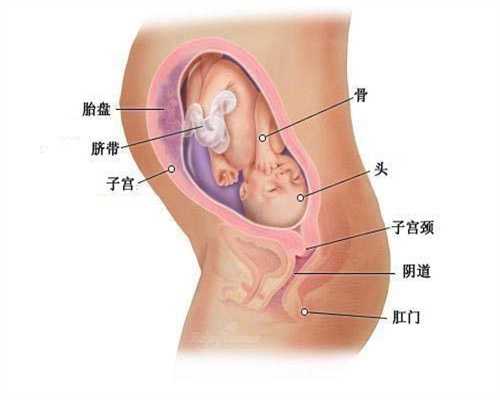 广州代怀孕代妈-孕妇可以吃生洋葱吗