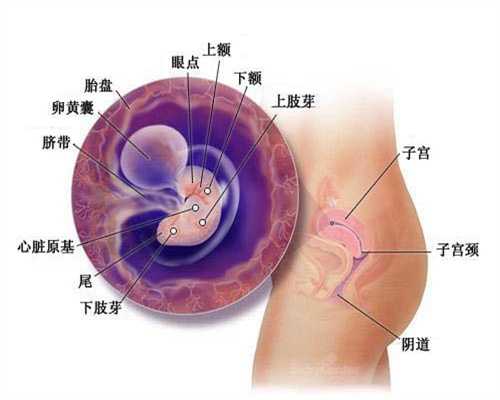 广州有没有医院代孕-怀孕5个月怎么老是想拉尿