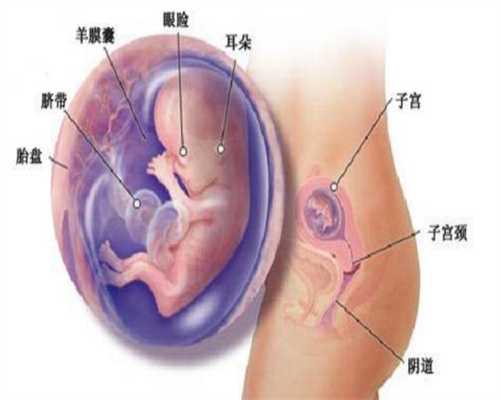 广州试管婴儿代孕联系电话：胎心率123正常吗