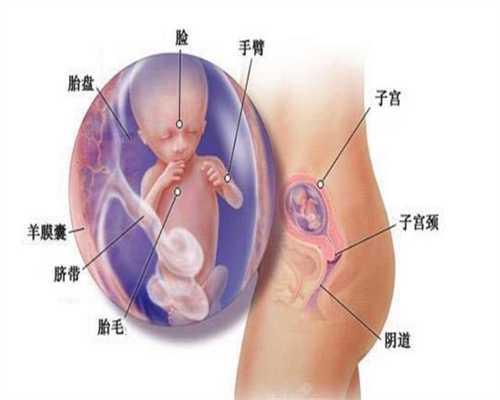 广州试管婴儿代孕联系电话：胎心率123正常吗
