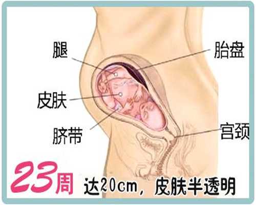 广州代生孩子价格：怀孕能不能吃干香菇
