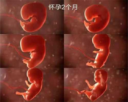 广州代生小孩公司：孕妇能吃花螺吗