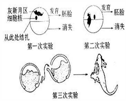 广州供卵试管中心排行：高龄产妇真的容易唐氏