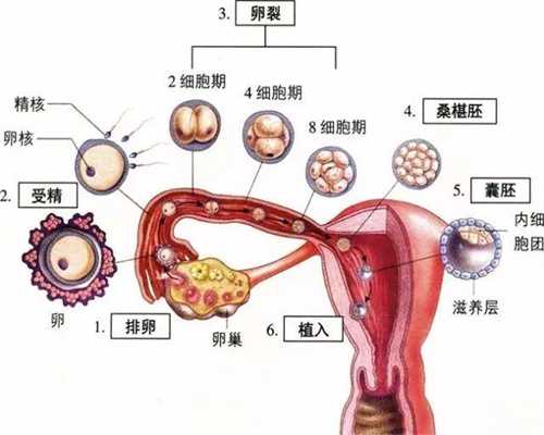 广州地下助孕：胎心怎么数