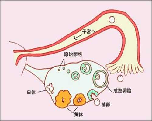 广州包成功代生孩子中介_宫外孕确诊是怎样的呢 如何确诊呢